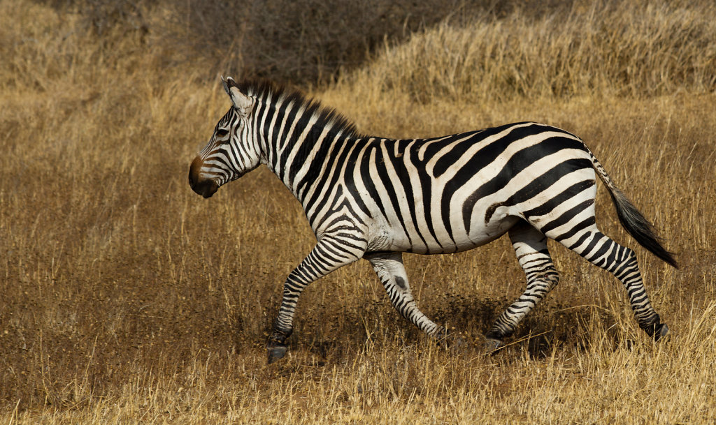 2010-10-TANZANIE-207.jpg