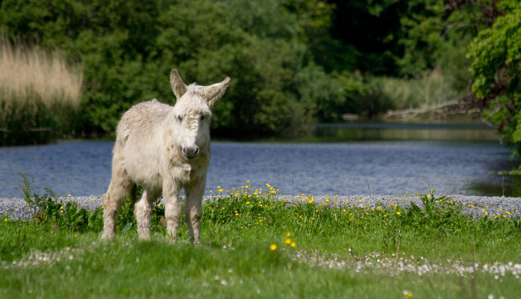 Irlande-18-sur-21.jpg