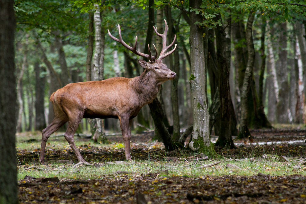 Faune-1.jpg
