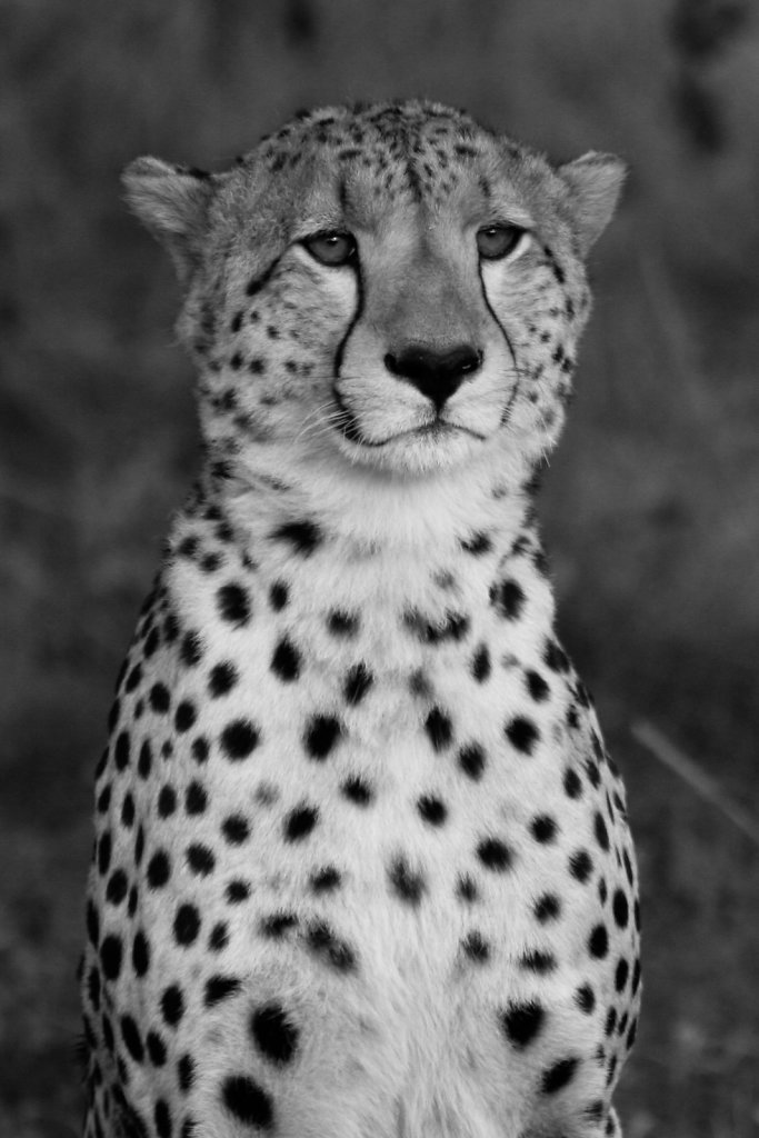 Kenya-8487.jpg