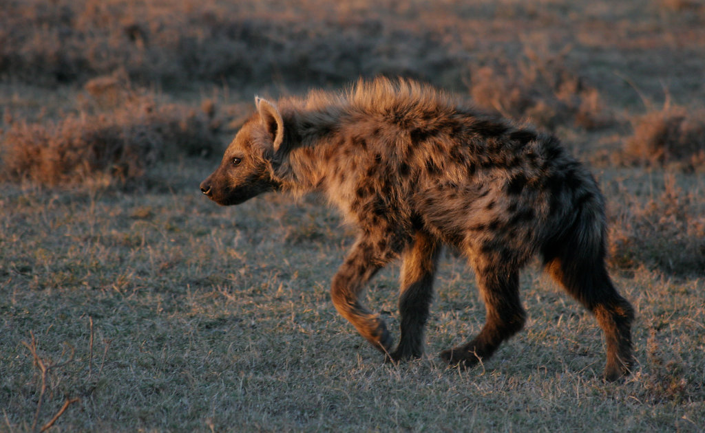 Kenya-8518.jpg